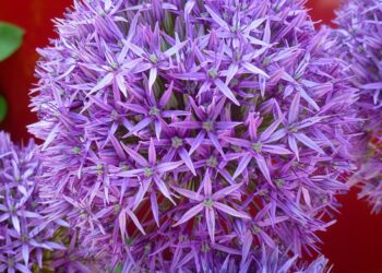 Den Garten gestalten und pflegen – Was kann alles dazugehören?